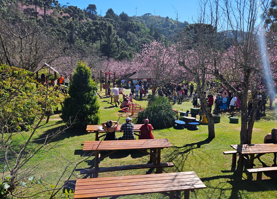 Parque da Cerejeira durante a florada