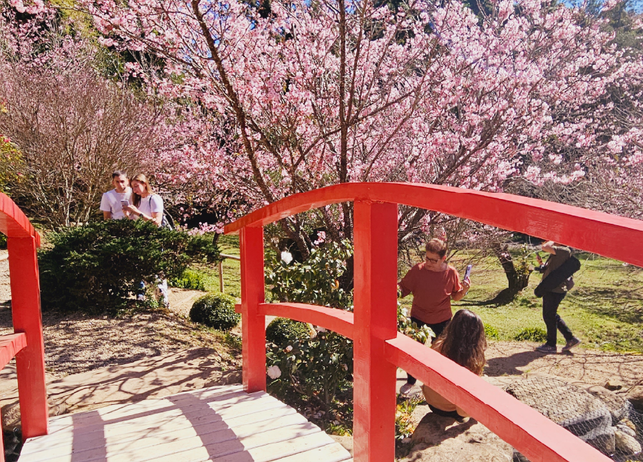 Parque da Cerejeira durante a florada