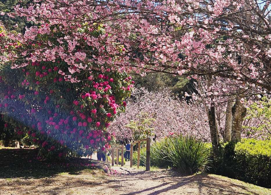 Parque da Cerejeira durante a florada