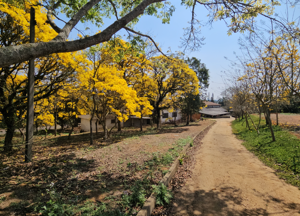 Ipês